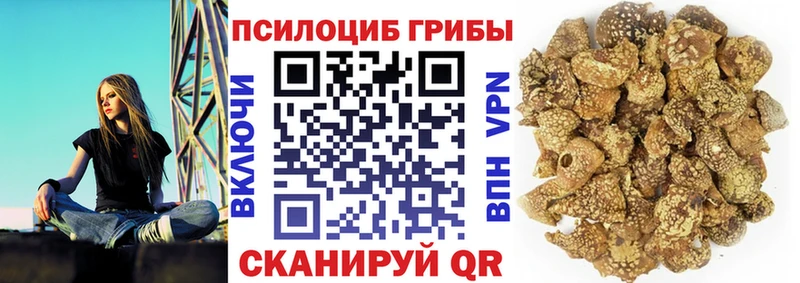 где купить наркоту  Ахтубинск  Галлюциногенные грибы Psilocybe 